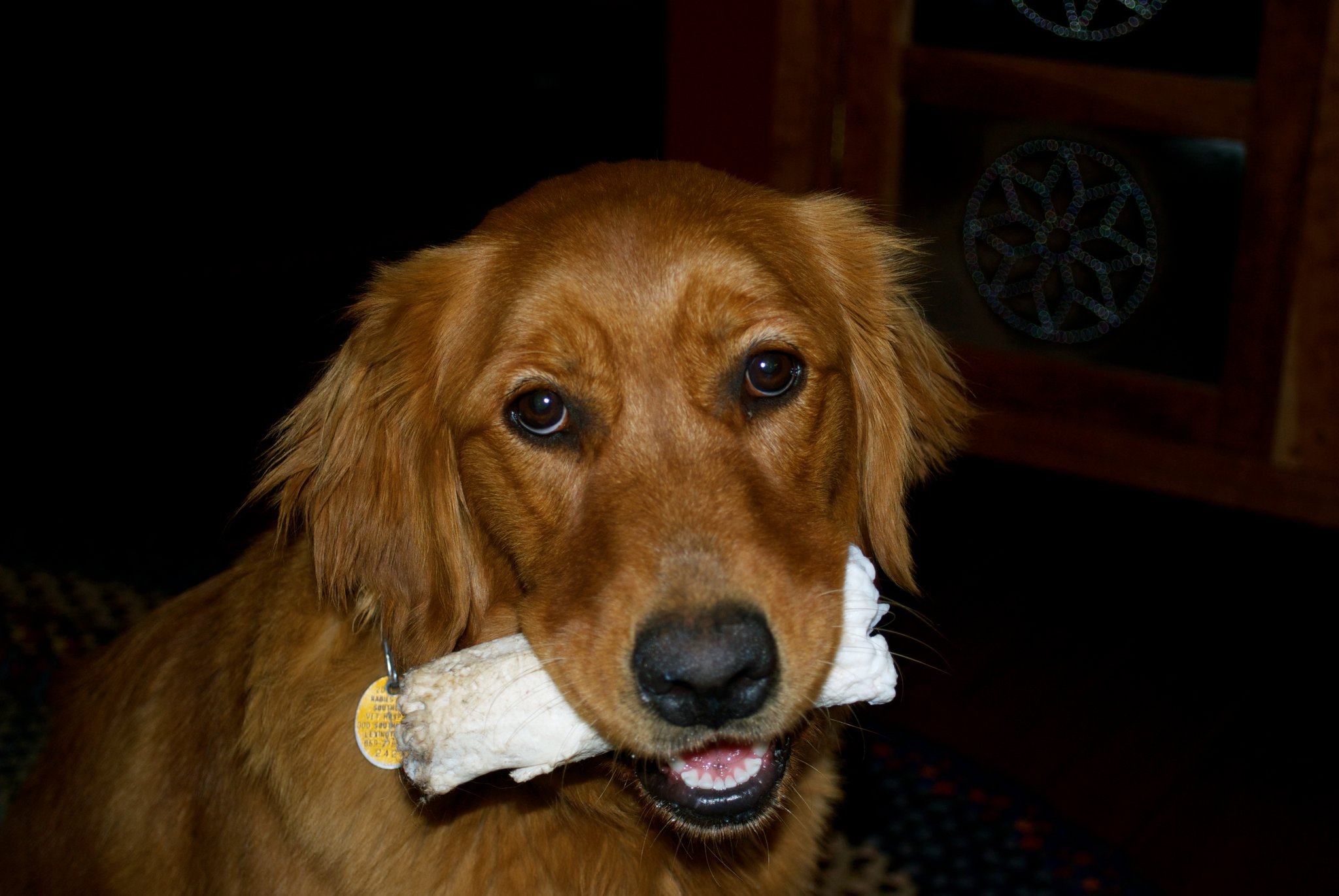 A dog, holding a bone