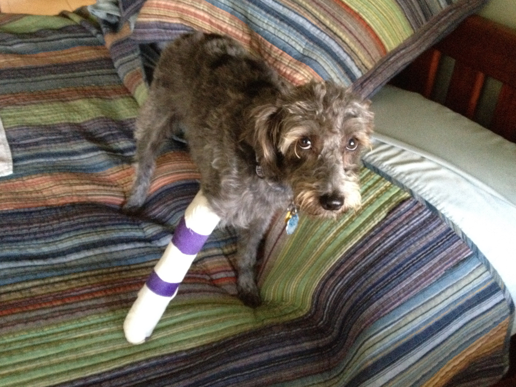 A dog with a cast on its leg